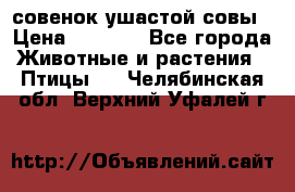 совенок ушастой совы › Цена ­ 5 000 - Все города Животные и растения » Птицы   . Челябинская обл.,Верхний Уфалей г.